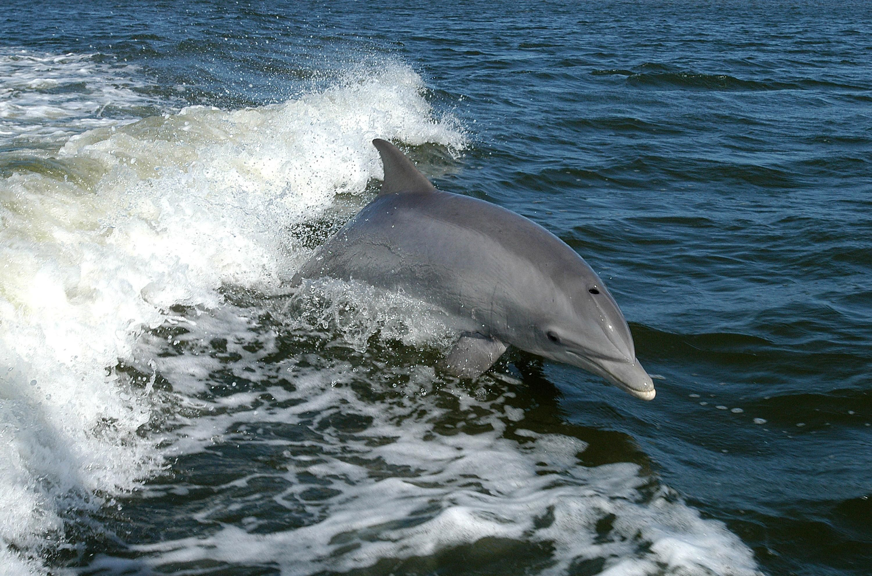 photo of dolphin